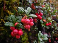 Vaccinium vitis-idaea 40, Rode bosbes, Saxifraga-Ed Stikvoort