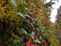 Vaccinium vitis-idaea 41, Rode bosbes, Saxifraga-Ed Stikvoort