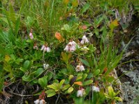 Vaccinium vitis-idaea 42, Rode bosbes, Saxifraga-Ed Stikvoort