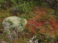 Vaccinium vitis-idaea 44, Rode bosbes, Saxifraga-Hans Boll