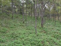 Vaccinium vitis-idaea 46, Rode bosbes, Saxifraga-Rutger Barendse