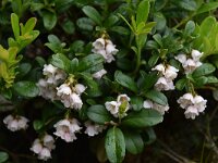 Vaccinium vitis-idaea 48, Rode bosbes, Saxifraga-Harry Jans  Vaccinium vitis-idaea