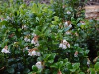 Vaccinium vitis-idaea 49, Rode bosbes, Saxifraga-Ed Stikvoort