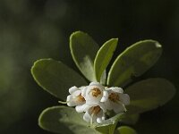 Vaccinium vitis-idaea 5, Rode bosbes, Saxifraga-Marijke Verhagen
