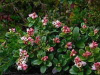 Vaccinium vitis-idaea 50, Rode bosbes, Saxifraga-Ed Stikvoort