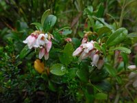 Vaccinium vitis-idaea 51, Rode bosbes, Saxifraga-Ed Stikvoort