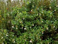 Vaccinium vitis-idaea 52, Rode bosbes, Saxifraga-Ed Stikvoort