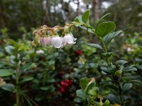 Vaccinium vitis-idaea 53, Rode bosbes, Saxifraga-Ed Stikvoort