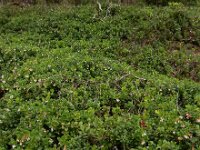 Vaccinium vitis-idaea 54, Rode bosbes, Saxifraga-Ed Stikvoort