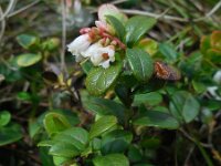 Vaccinium vitis-idaea 56, Rode bosbes, Saxifraga-Ed Stikvoort