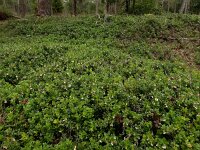 Vaccinium vitis-idaea 57, Rode bosbes, Saxifraga-Ed Stikvoort