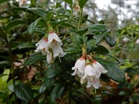 Vaccinium vitis-idaea 58, Rode bosbes, Saxifraga-Ed Stikvoort