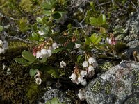 Vaccinium vitis-idaea 6, Rode bosbes, Saxifraga-Willem van Kruijsbergen