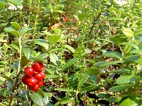 Vaccinium vitis-idaea 7, Rode bosbes, Saxifraga-Hans Dekker