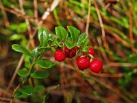 Vaccinium vitis-idaea 8, Rode bosbes, Saxifraga-Hans Dekker