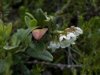 Vaccinium vitis-idaea 9, Rode bosbes, Saxifraga-Willem van Kruijsbergen