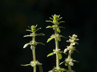 Valantia hispida 2, Saxifraga-Willem van Kruijsbergen
