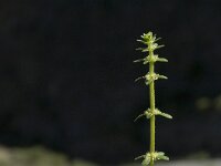 Valantia hispida 3, Saxifraga-Jan van der Straaten