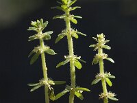 Valantia hispida 4, Saxifraga-Willem van Kruijsbergen
