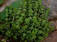 Valantia hispida 5, Saxifraga-Peter Meininger