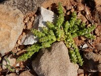 Valantia hispida 6, Saxifraga-Ed Stikvoort
