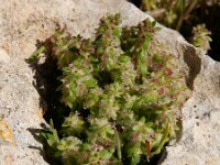 Valantia hispida 7, Saxifraga-Ed Stikvoort