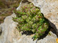 Valantia hispida 8, Saxifraga-Ed Stikvoort