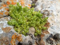 Valantia muralis 10, Saxifraga-Ed Stikvoort