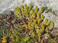 Valantia muralis 11, Saxifraga-Ed Stikvoort
