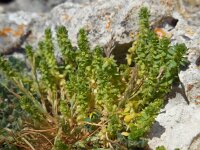 Valantia muralis 12, Saxifraga-Ed Stikvoort