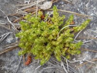 Valantia muralis 13, Saxifraga-Ed Stikvoort