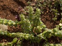 Valantia muralis 2, Saxifraga-Willem van Kruijsbergen