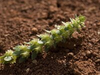Valantia muralis 3, Saxifraga-Willem van Kruijsbergen
