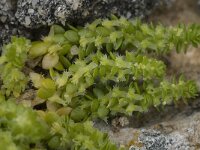 Valantia muralis 4, Saxifraga-Willem van Kruijsbergen