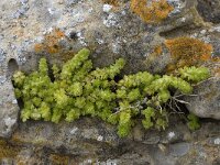 Valantia muralis 6, Saxifraga-Willem van Kruijsbergen