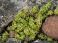 Valantia muralis 8, Saxifraga-Willem van Kruijsbergen