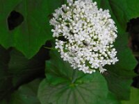 Valeriana alliarifolia 2, Saxifraga-Ed Stikvoort