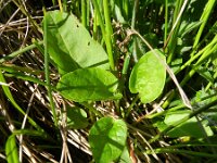 Valeriana dioica 10, Kleine valeriaan, Saxifraga-Rutger Barendse