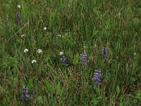 Valeriana dioica 13, Kleine valeriaan, Saxifraga-Hans Boll
