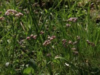 Valeriana dioica 16, Kleine valeriaan, Saxifraga-Hans Boll