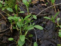 Valeriana dioica 17, Kleine valeriaan, Saxifraga-Hans Boll