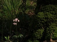 Valeriana dioica 19, Kleine valeriaan, Saxifraga-Hans Boll