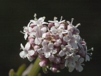 Valeriana dioica 2, Kleine valeriaan, Saxifraga-Marijke Verhagen