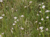 Valeriana dioica 27, Kleine valeriaan, Saxifraga-Willem van Kruijsbergen