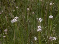 Valeriana dioica 28, Kleine valeriaan, Saxifraga-Willem van Kruijsbergen