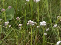 Valeriana dioica 29, Kleine valeriaan, Saxifraga-Willem van Kruijsbergen