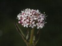 Valeriana dioica 3, Kleine valeriaan, Saxifraga-Marijke Verhagen
