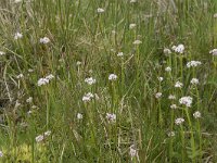 Valeriana dioica 30, Kleine valeriaan, Saxifraga-Willem van Kruijsbergen