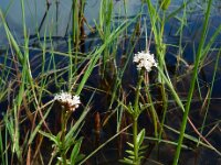 Valeriana dioica 33, Kleine valeriaan, Saxifraga-Ed Stikvoort : kleine valeriaan De Berk Etten-Leur