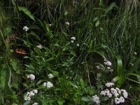 Valeriana dioica 34, Kleine valeriaan, Saxifraga-Ed Stikvoort : Pierre de Haute